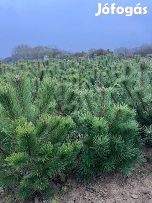 Fekete fenyő ( Pinus Negra ) földlabdás eladó