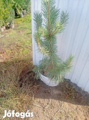 Fekete fenyő kont.csemete eladó