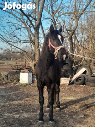 Fekete friz félvér csődőr csikó