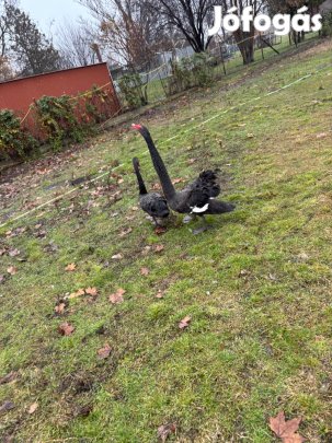 Fekete hattyú ivarérett