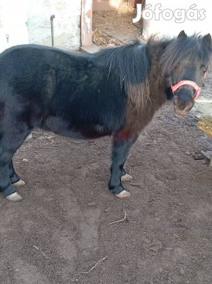 Fekete kanca eladó! 