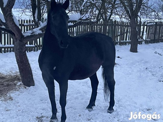 Fekete kanca ló