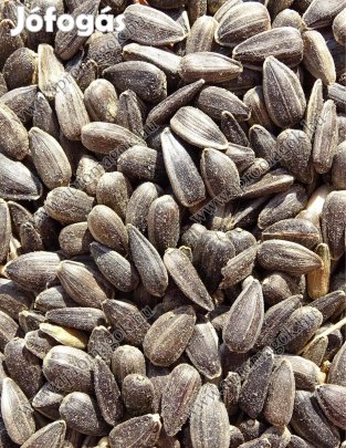Fekete napraforgó eladó Debrecenben és postai utánvéttel
