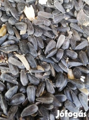 Fekete napraforgó erdei madaraknak eladó!! 