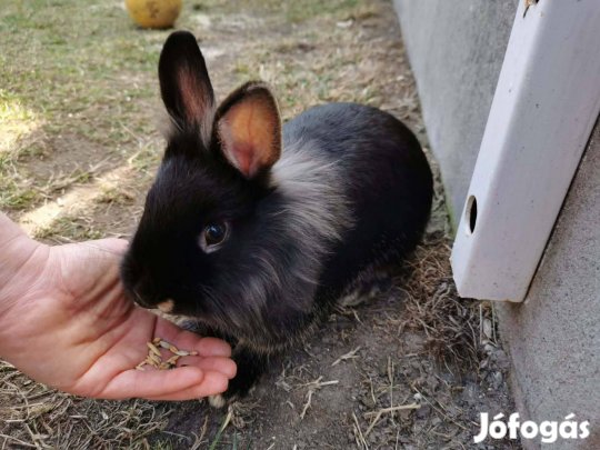 Fekete nyuszik fiú-lány