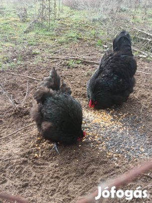Fekete orpington pár