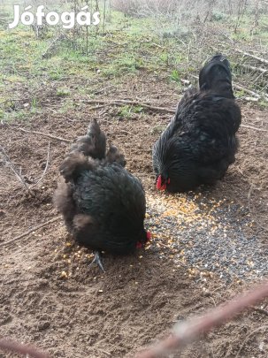 Fekete orpington pár