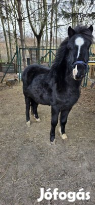Fekete póni eladó