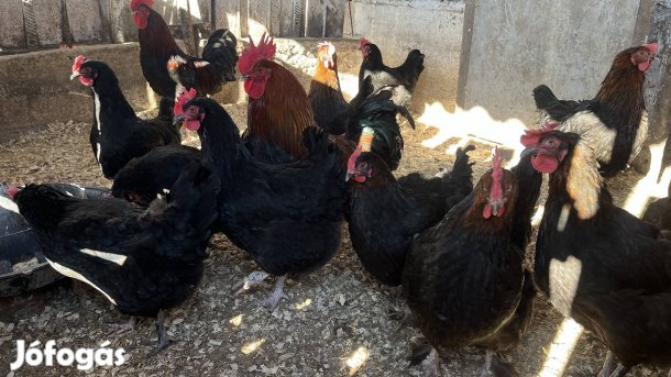 Fekete-rezes Marans tojás