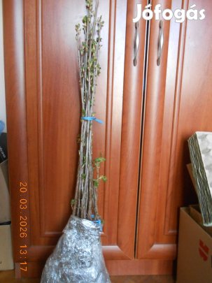 Fekete ribizli, ribiszke, Titánia