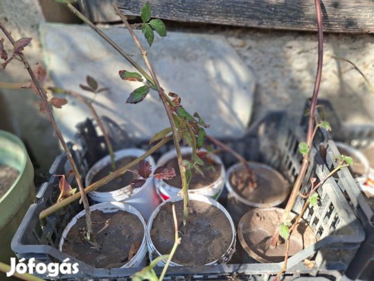 Fekete szeder tö, tüske mentes ,kb 20 tő , konténeres gyökeres