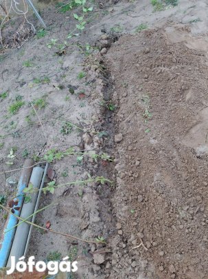 Fekete szeder tö, tüske mentes ,kb 20 tő , szabad gyökeres