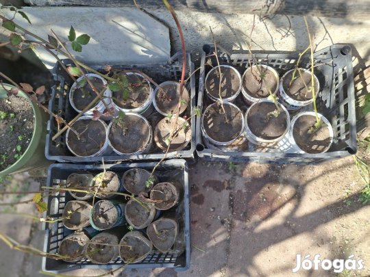 Fekete szeder tö, tüskementes 