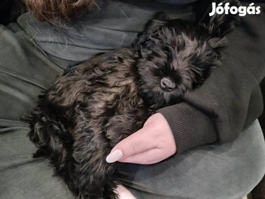 Fekete törpe schnauzer