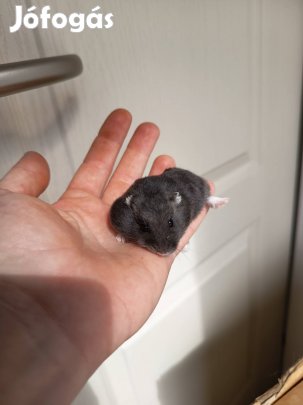 Fekete törpehörcsög