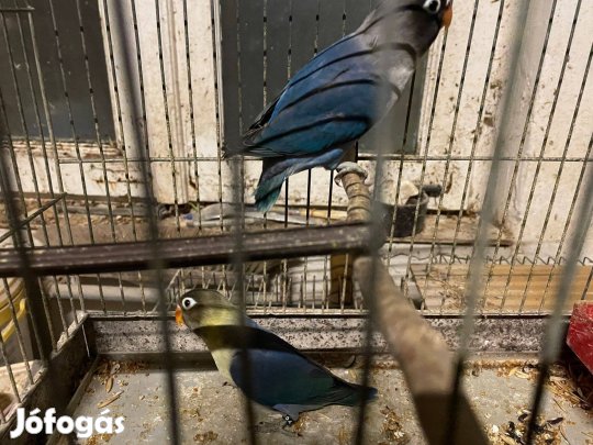 Feketefejű törpék eladok