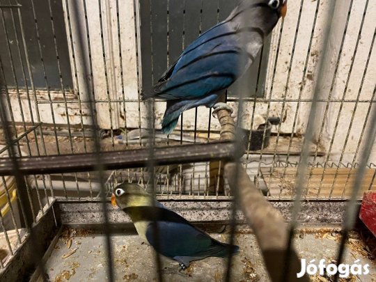Feketefejű törpék eladok
