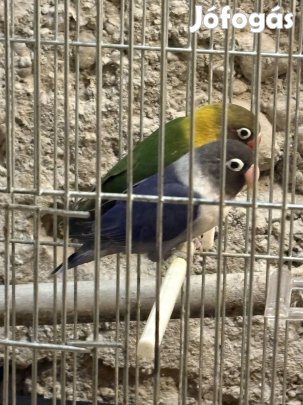 Feketefejű törpepapagáj