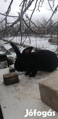 Fél éves bak nyúl eladó