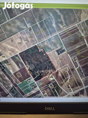 Felgyőn nyárfaerdő eladó