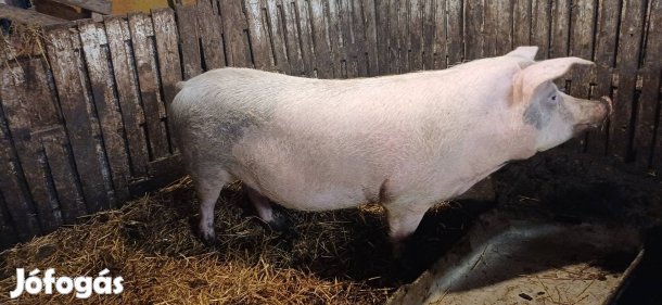 Félidős vemhes anyadisznók.