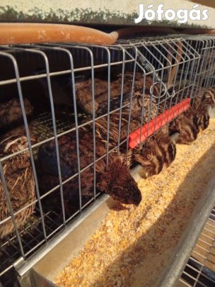 Felnőtt fürj eladó