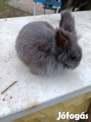 Felnőtt törpenyúl eladó kedvencnek