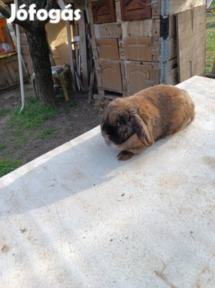 Felnőtt törpenyúl elvihető 