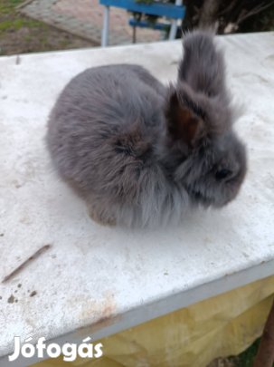 Felnőtt törpenyúl kék színű