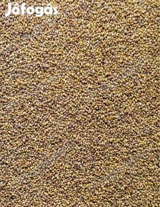 Fémzárolt Express fajta lucernamag, lucerna mag eladó, postázva is