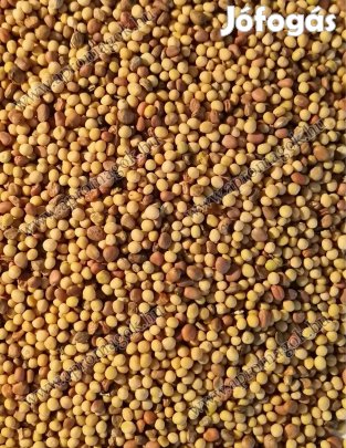 Fémzárolt, gazdaságos zöldítő páros (olajretek + mustármag) eladó