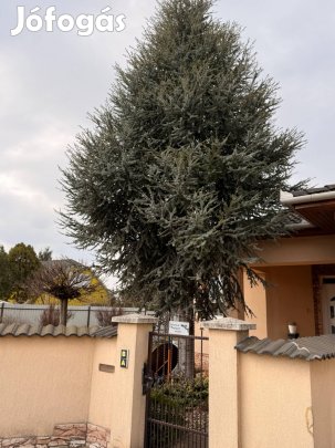 Fenyő ingyen elviheto fa kivágással elvihető
