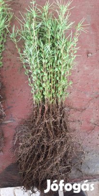 Fenyőcsemete, fenyöcsemete, fenyő csemete!!!