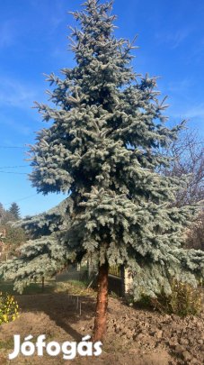 Fenyőfa eladó (Ezüst) Győrben 33 000 Ft