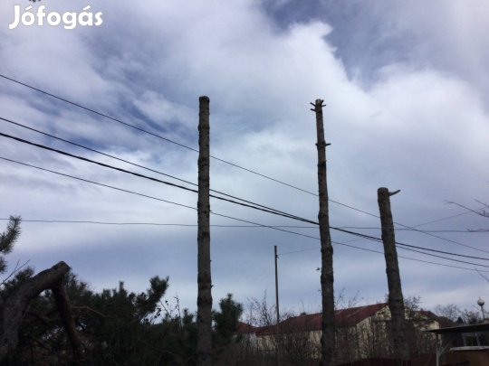 Fenyőfarönk eladó