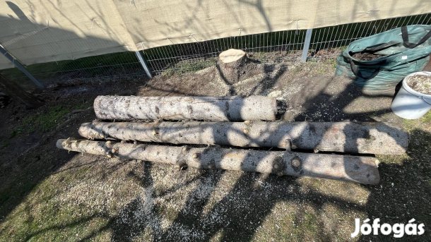 Fenyőfarönk vágott