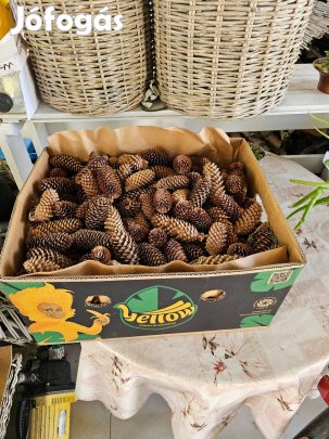 Fenyőtoboz dekorációnak vagy talajsavanyításra (egy banánosdoboznyi)