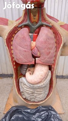 Férfi torzó, anatómiai bábu 92cm