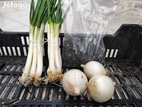 Fertődi ezüst fehér hagyma mag eladó 