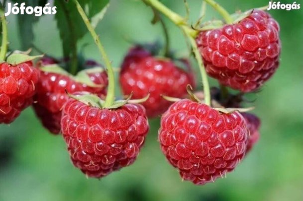 Fertődi zamatos málna tő málnatő csemete eladó csomag ajánlat