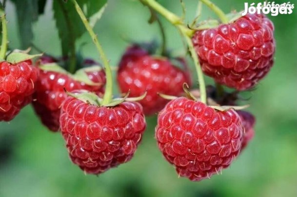 Fertődi zamatos málna tő málnatő csemete eladó nem folyton termő