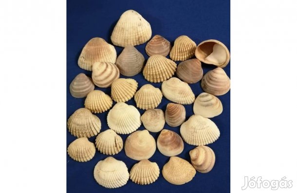 Fésűkagylók 29 db egyben eladó!
