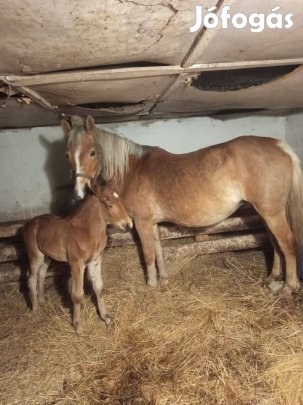 Fias kanca ló eladó