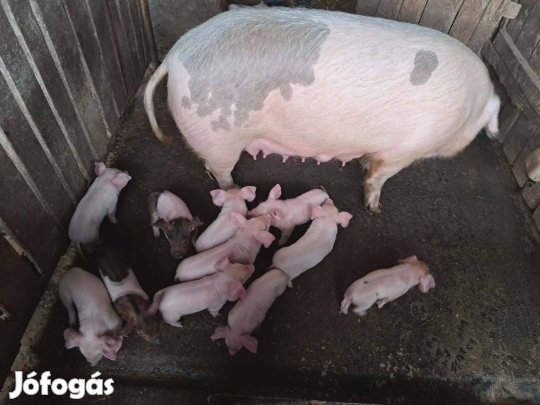 Fias sertés eladó