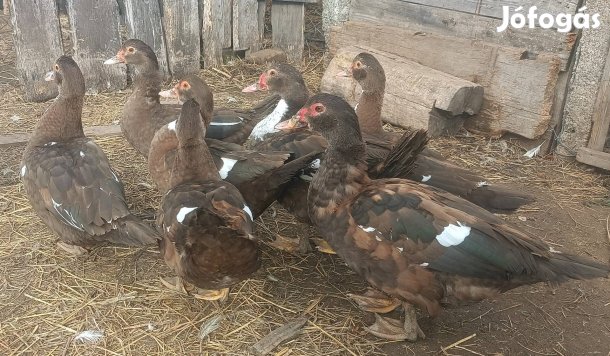 Fiatal Néma kacsák