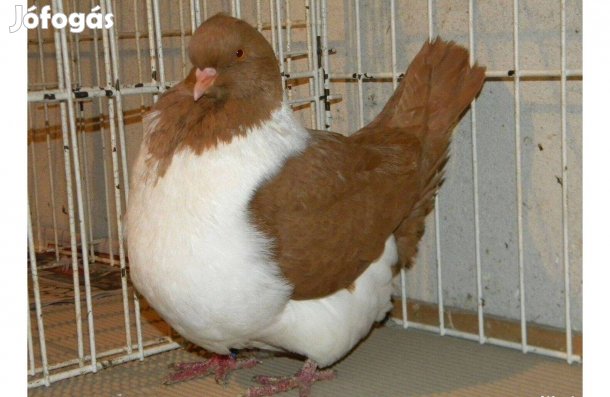 Fiatal Strasszer galambok!