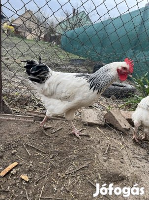 Fiatal Sussex kakasok