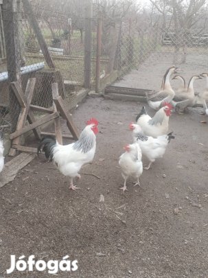 Fiatal Sussex kakasok eladók!