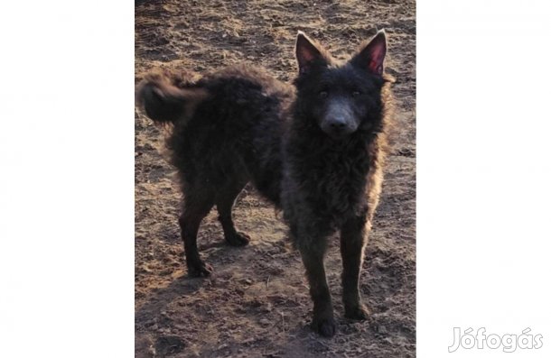 Fiatal Törzskönyves Hamvas szürke Mudi szuka eladó