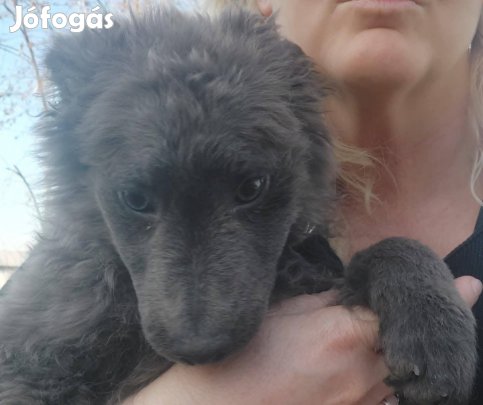 Fiatal Törzskönyves Hamvas szürke Mudi szuka eladó